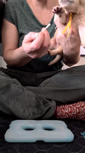 ✨ Early Neurological Stimulation (ENS) ✨ Each day I will feature a different puppy during ENS ☺️ Today is Mr. Yellow 💛 💚💜💛🩷💙🧡🖤❤️ Early Neurological Stimulation, originally known as the Bio Sensor program, was developed by the U.S. Military’s canine program to enhance the performance of their working dogs. The idea was simple but powerful: gently stress and stimulate the neurological system of very young puppies. After years of research, it was discovered that neonate puppies are responsi