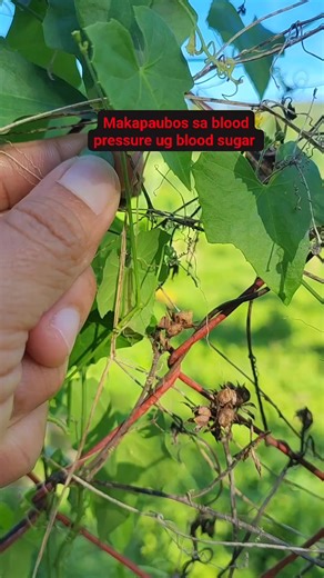 Understanding Poisonous Plants: What You Need to Know