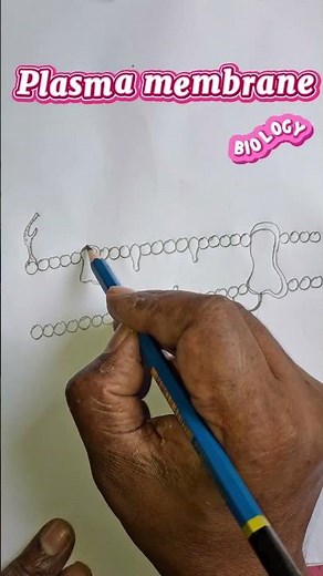 plasma membrane drawing | fluid mosaic model diagram #plasmamembrane #cellmembrane #fluidmosaicmodel