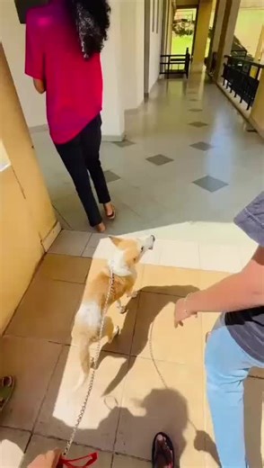 80% of uni life = walking with friends, other 20%= walking with this four-legged gang @dulz.00 @Rukiii @Parii_✨️ & poorna❤️ #HappyTails #dogsoftiktok #UWU #foryou #foryoupage #fyp #fy