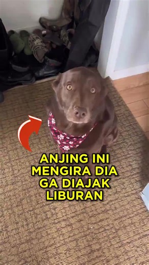 Kumpulan Video Anjing Pintar dan Lucu