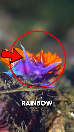 Meet the Ocean’s Real-Life Pokémon 🌈 #shorts