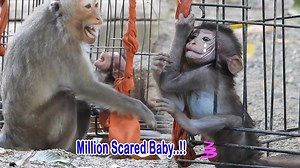 OH MY GOD !!! Why are monkeys locked in cages ??? How to get out? 😲😲🐵 #monkey Group I JUST REALLY LIKE MONKEYS | Pretty.Mishaa