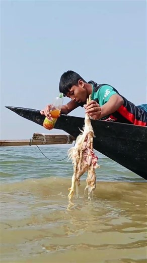 Unbelievable catching big shark using live chicken bait catching #fishing #bigfish #fishinglife