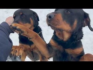 Building A Huge Dog House / Spray Foam Insulation! Rotty Ranch Vlogs #080