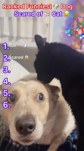 Ranked Dog Afraid Cat Moment 😂