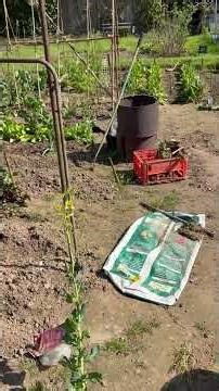 Runner bean copper slug traps mk2 design