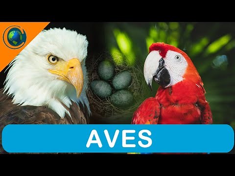 VERTEBRADOS - AVES