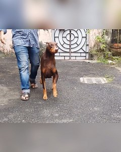 Podcast With Doberman Breeder 🇮🇳 | Kartik Mahotra Vlogs