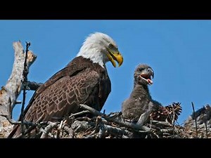 The Powerful Bald Eagle!