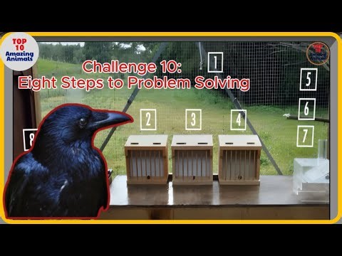Crow Puzzle Mastery: 10 Incredible CHALLENGES Solved by Nature's Geniuses