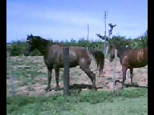 Cavalos namorando
