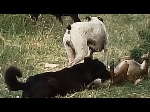 Dogs Funny Mating Videos New Best 😻😍❤️#dog #dogs #funny #beautiful