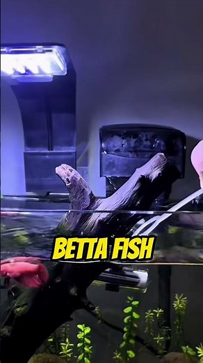 Top 5 Most Intelligent Aquarium Fish