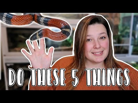 Improve Your Milk Snake Care in 5 Easy Steps!