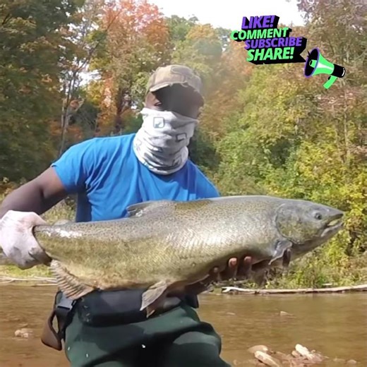 Female chinook salmon #fishingshorts #viralshorts #trendingshorts