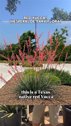 5.4K views · 515 reactions | Have you seen this Texas native blooming around town?  Red Yucca is the perfect plant for our environment with its low water & full sun needs! ☀️ Red Yucca & other varieties are available at both locations!  | Rainbow Gardens | Facebook