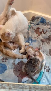 616K views · 11K reactions | And quickly came the 3rd. We don’t know...