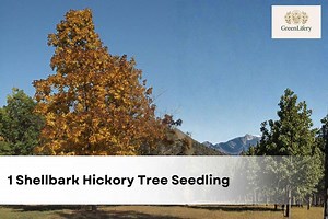 1 Shellbark Hickory Tree Seedling | Carya Laciniosa | Ornamental Shade Tree - Etsy