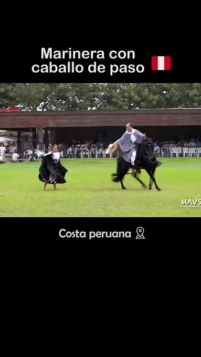 #marinera con caballo de paso 🇵🇪 elegancia y paso suave #perú #tiktokperú #peruvian #cultura #marinerachallenge #peru #marineranorteña #danza