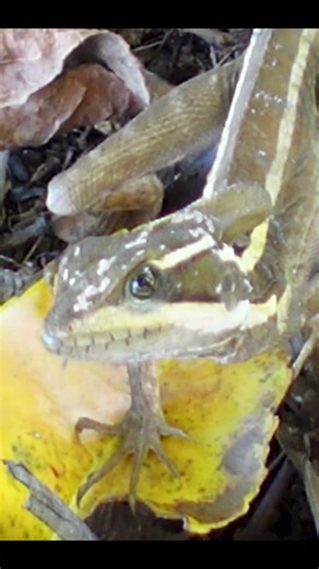 A very Mad Lizard. #nature #animalspecies #naturephotography #wildlife