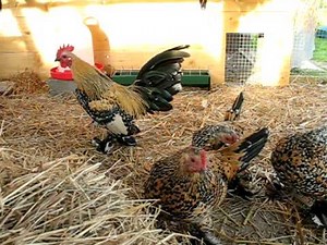 Poule sabelpoot cochée par le coq