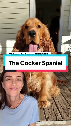 Please do your dog breed research 🙏Cocker Spaniels are beautiful but they are prone to a number of health and behavioural issues. #cockerspaniel #englishcockerspaniel #dogbreeds