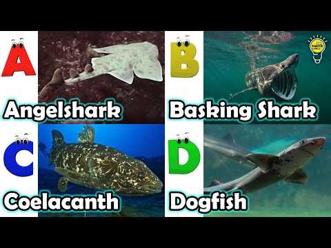 ABC phonics animals | ABC Sea Animals song | Alphabets Kids Song #angelshark