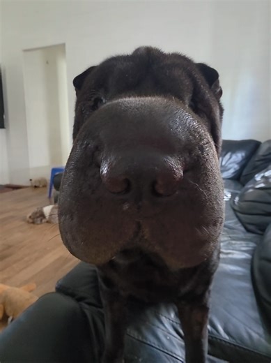 Understanding the Shar Pei Breed