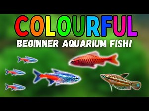 Top 7 Colorful Fish That Are Perfect for Beginners!