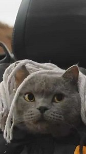 Aaron’s Animals on Instagram