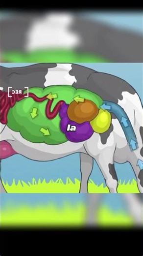 Pourquoi les Vaches Mâchent Sans Arrêt ? La Vérité Étonnante !