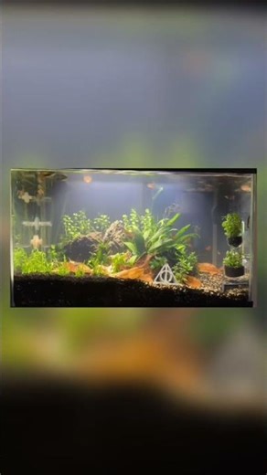 Low-tech 10gal Planted Aquarium