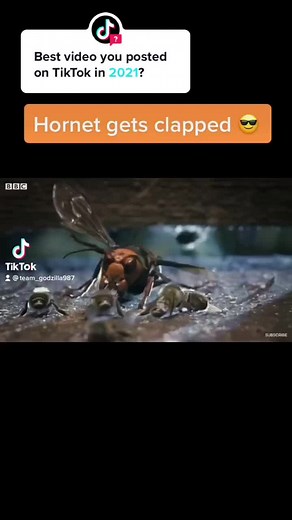 Hilarious Hornet and Bee TikTok Compilation