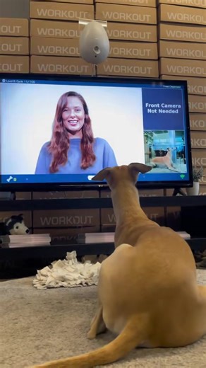 Mental stimulation isn’t a luxury for dogs — it’s a biological need 🧠🐶 Just like physical exercise keeps their bodies healthy, enrichment keeps their brains engaged. Dogs that get regular mental challenges are often calmer, more confident, and less likely to develop unwanted behaviors like excessive barking or chewing. Enrichment can be as simple as letting your dog sniff, solve problems, and work for rewards. It taps into their natural instincts — and a tired brain is just as powerful as a lo