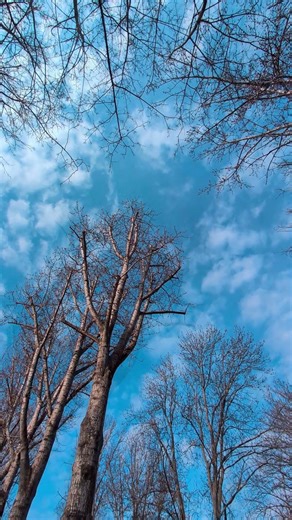 Birch Trees & Bird Sounds 🌤️ | Real Nature (No Music)