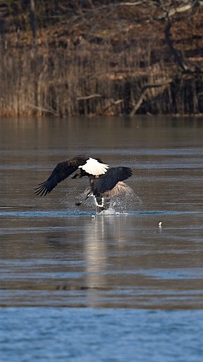 Eagle vs goose ? #Sony #sonyalpha #sonyphotography #sonyprousa #natgeo #natgeoyourshot #natgeowild #eagles #baldeagles #usa #birdsofprey #predator #birds #wildlife #wildlifephotography #natgeowildlife #birdsofinstagram #birdwatching | Mike J Dukarm