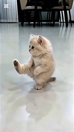 Cat is dancing so good #shorts #cat #funny #comedy