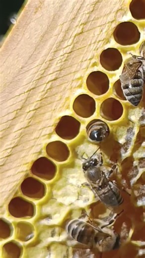 This Bee Went Too Far 🍯#honeybee #honeycomb