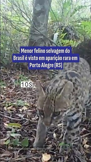 Menor felino selvagem do Brasil é visto em aparição rara em Porto Alegre (RS)