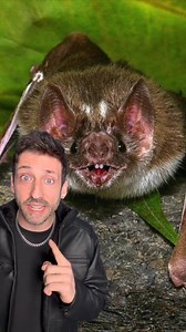 263K views · 15K reactions | Turns out vampires are real  #vampirebat | Beast Ajax | Facebook