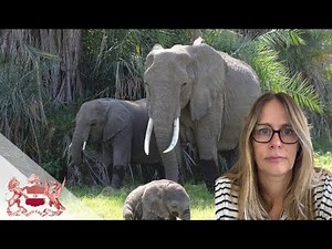 Big Brains | Studying Elephant Intelligence