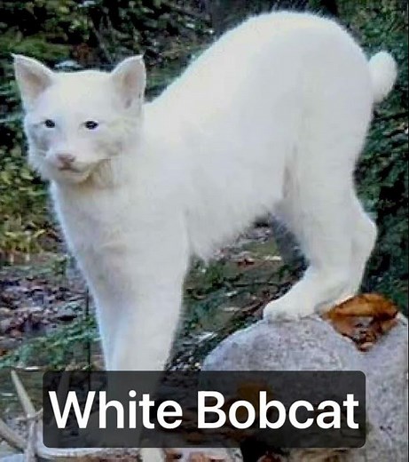 White Bobcat Sounds