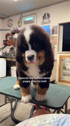 370K views · 112K reactions | Our Spencer bear ❤️ #bernesemountaindog #bernese #bernesepuppy #dogstagram #berneselove #berneselovers #berneselife #bernerinstagram #bernesepuppies #dogs | Alpenspirit bouvier bernois - bernese mountain dog | Facebook