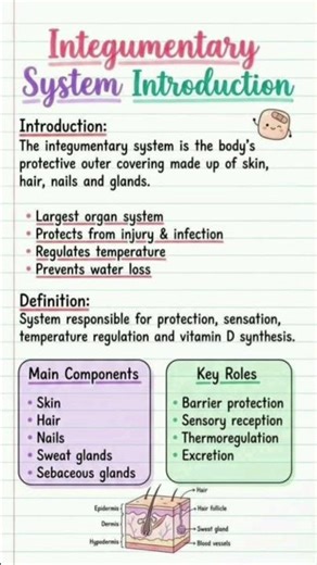integumentary system overview,