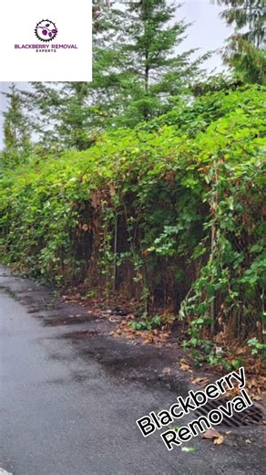 Blackberry Bush Removal.