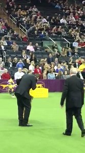 Best in show finale .. | Best In Show Daily