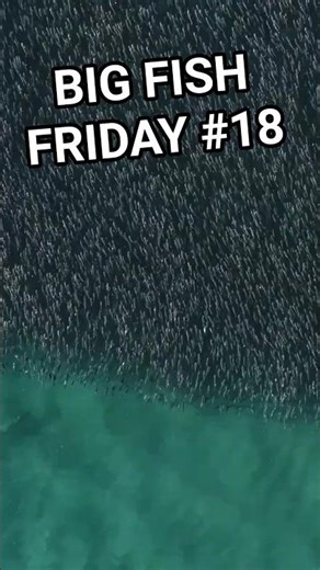 Big Fish Friday: Huge Tarpon Patrols Mullet Wall! 🎣🔥 Mullet Run 2025
