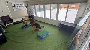 Training Hazel today around Briggs as a distraction and she did great! This girl is a rockstar!! Good girl Hazel!! #hwdogtraining #inhomeboardandtrain #impulsecontroltraining #realdogtraining #419toledo #dogtraining #ConfidenceBuilding #pitbull | HW Dog Training