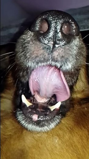 dog yawning in slow motion